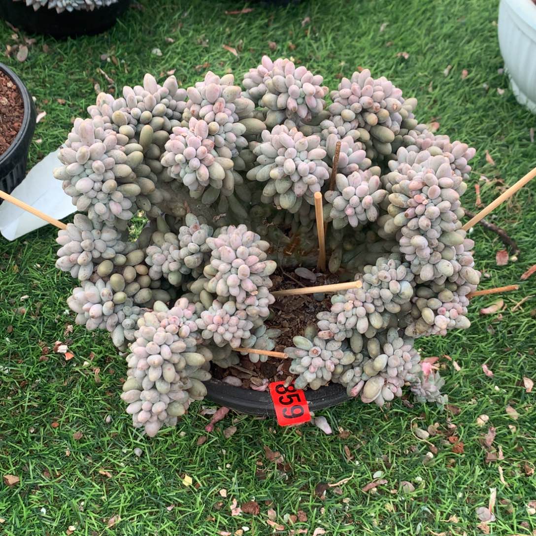 859汤圆11111111111111