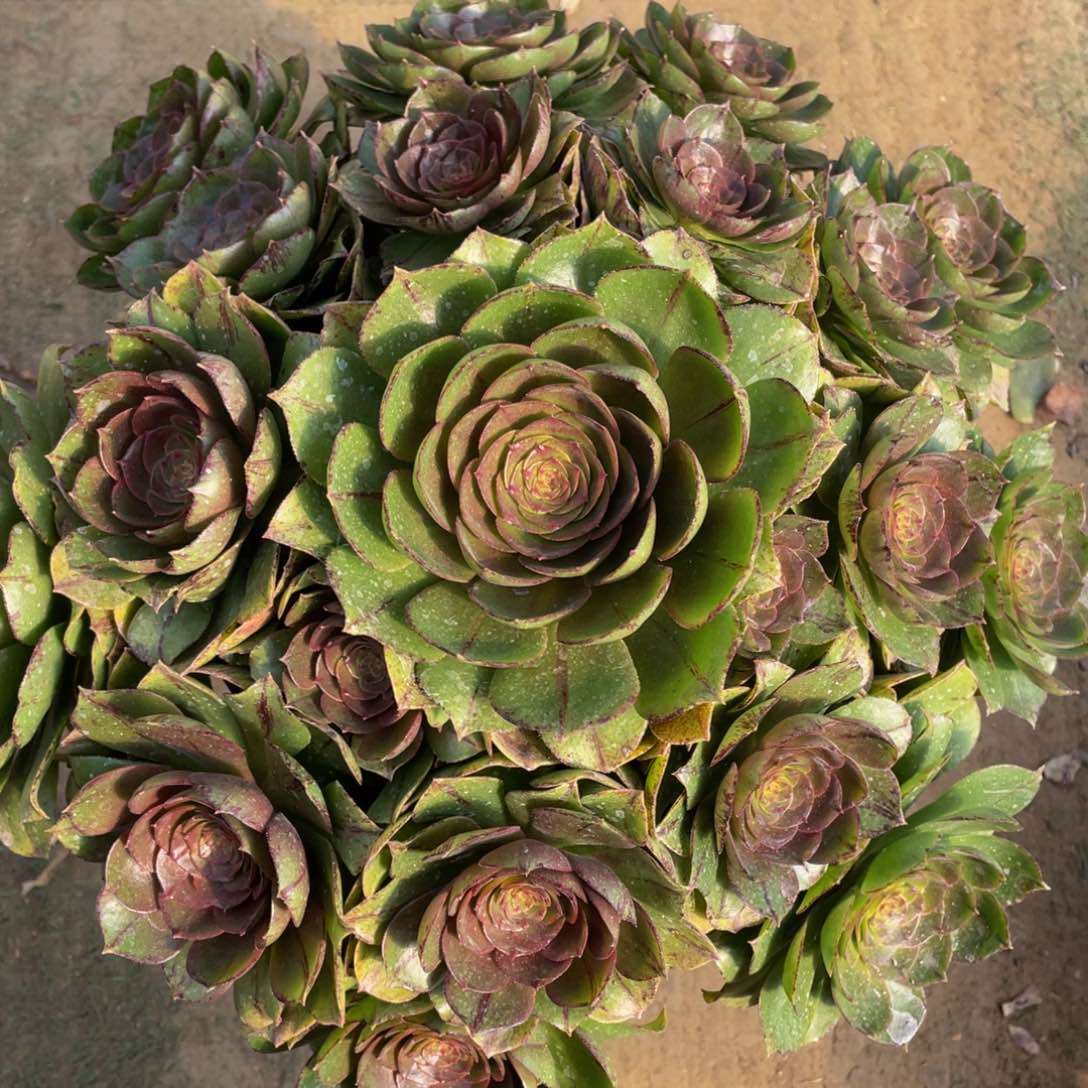 466糖心欧若拉精品法师多肉