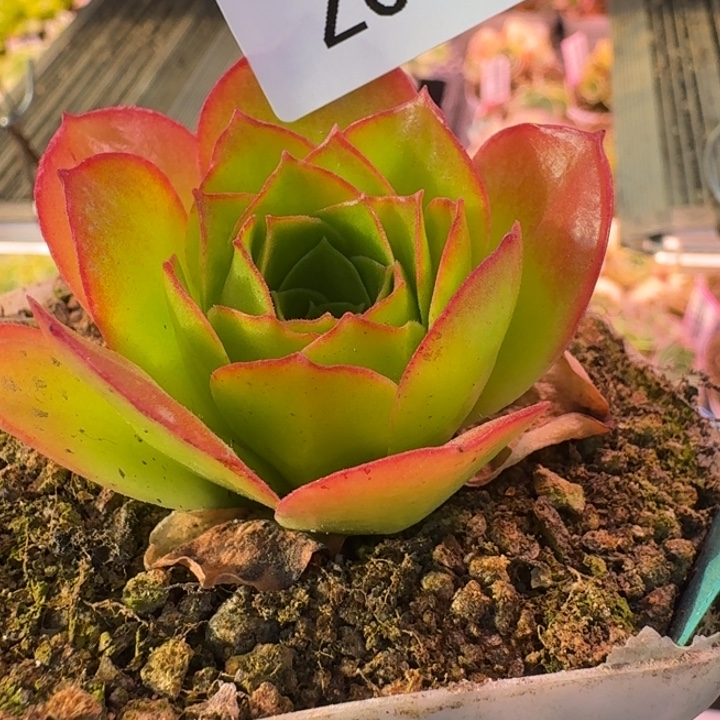 朱010。 帕美至爱X各种。 