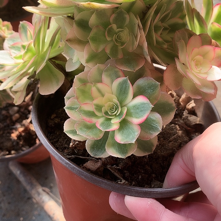 明***么721倾城多肉植物