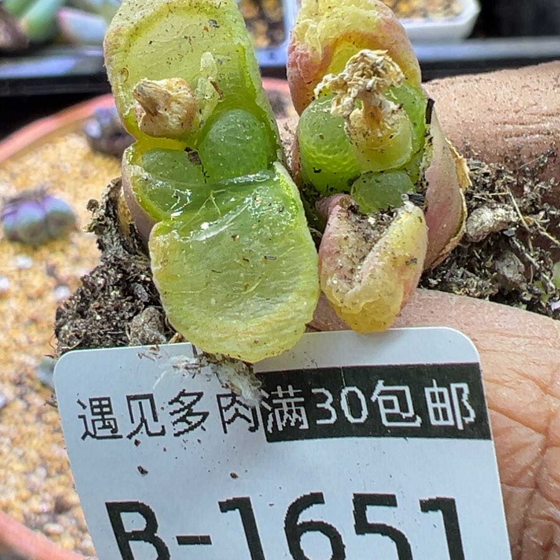 多肉植物1111111111111111