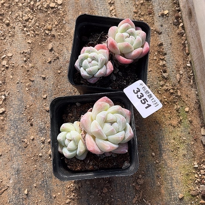 阿雅园艺。     3351两颗