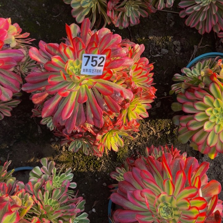 后羿花29-2包邮花花