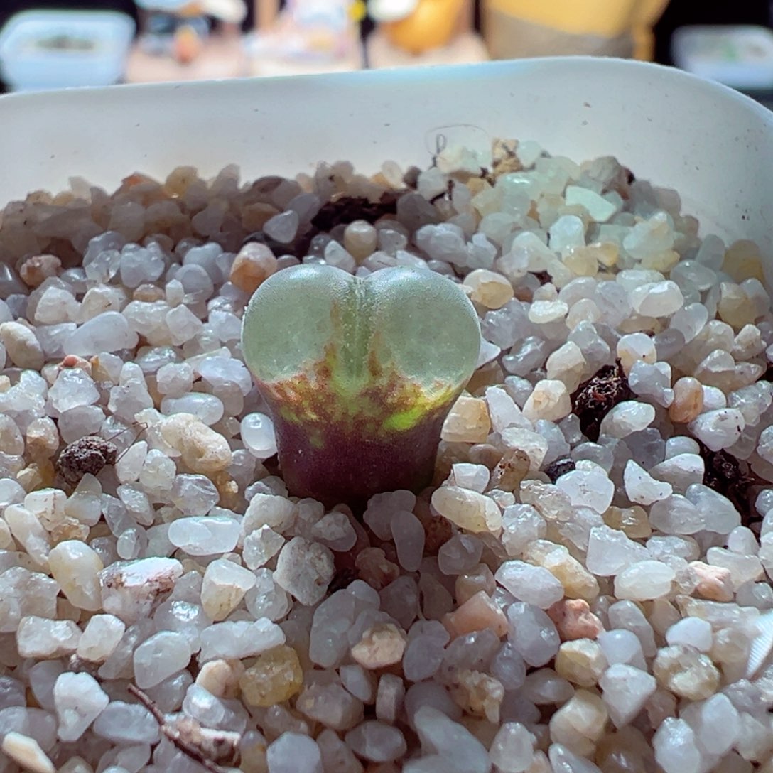 1218-706多肉多日芭比粉熊猫