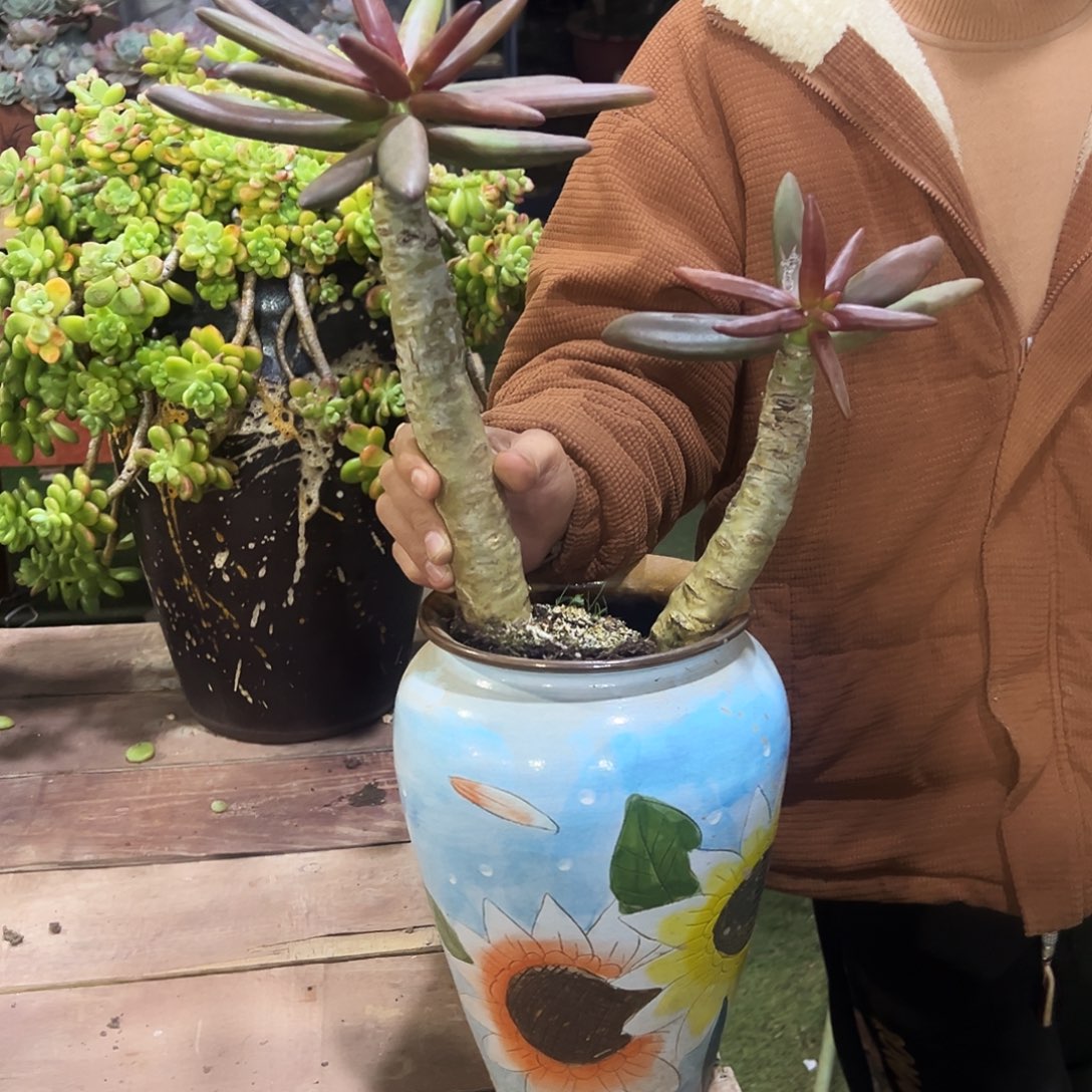 椰子树一物一拍包邮