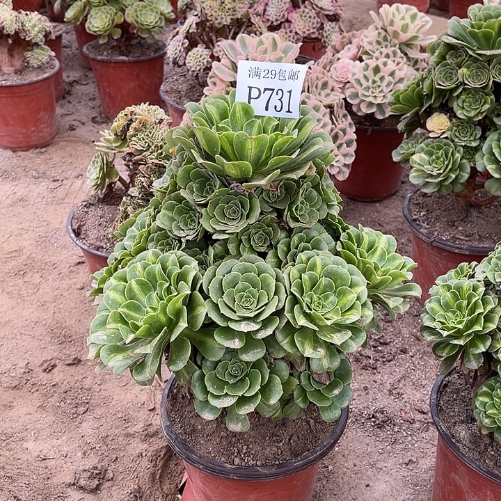 731翡翠琉璃多肉植物  