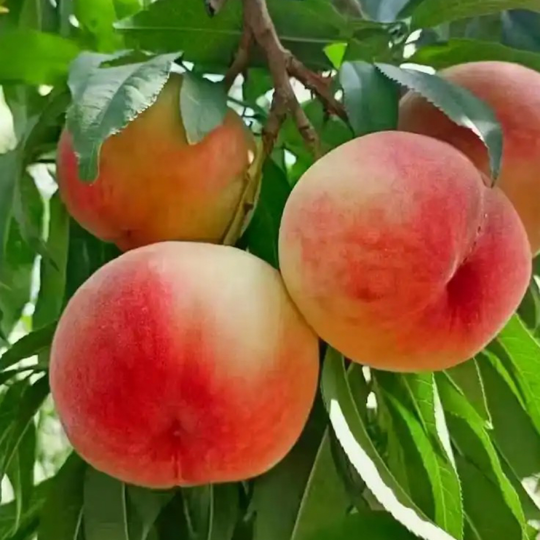 甘肃省兰州市安宁区白凤桃，一口爆汁，黄河之畔的甜蜜馈赠