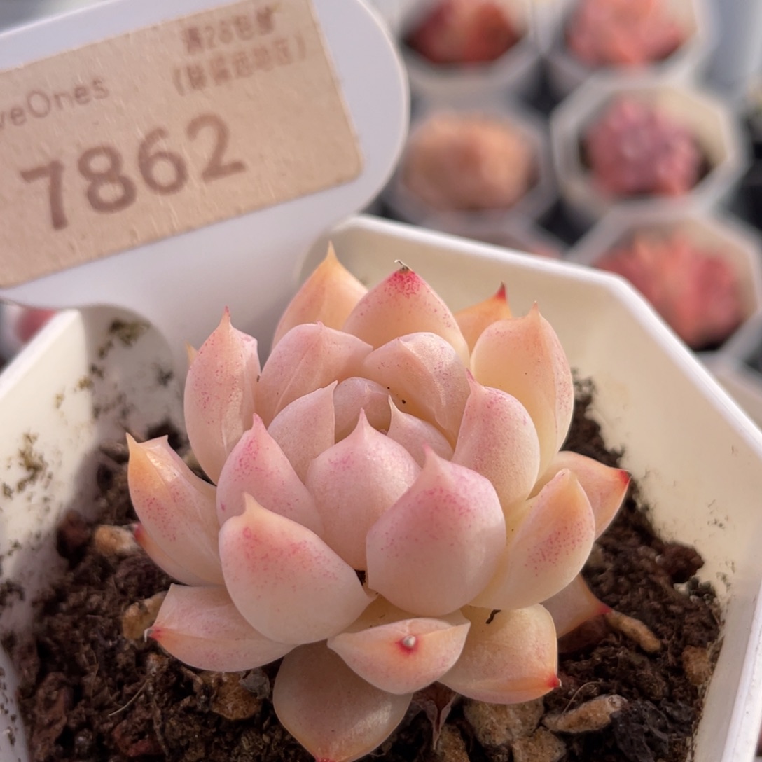 桃熏女王7862-4.0厘米