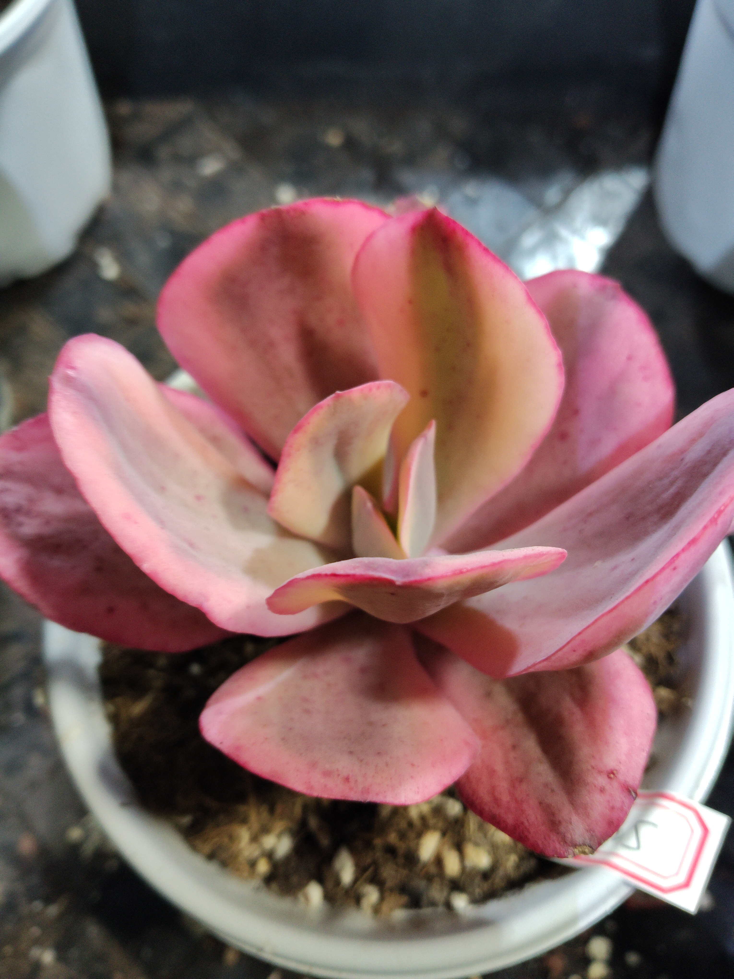 非偏远18包邮  一物一拍  11厘米盆 A425大瑞蝶覆轮锦