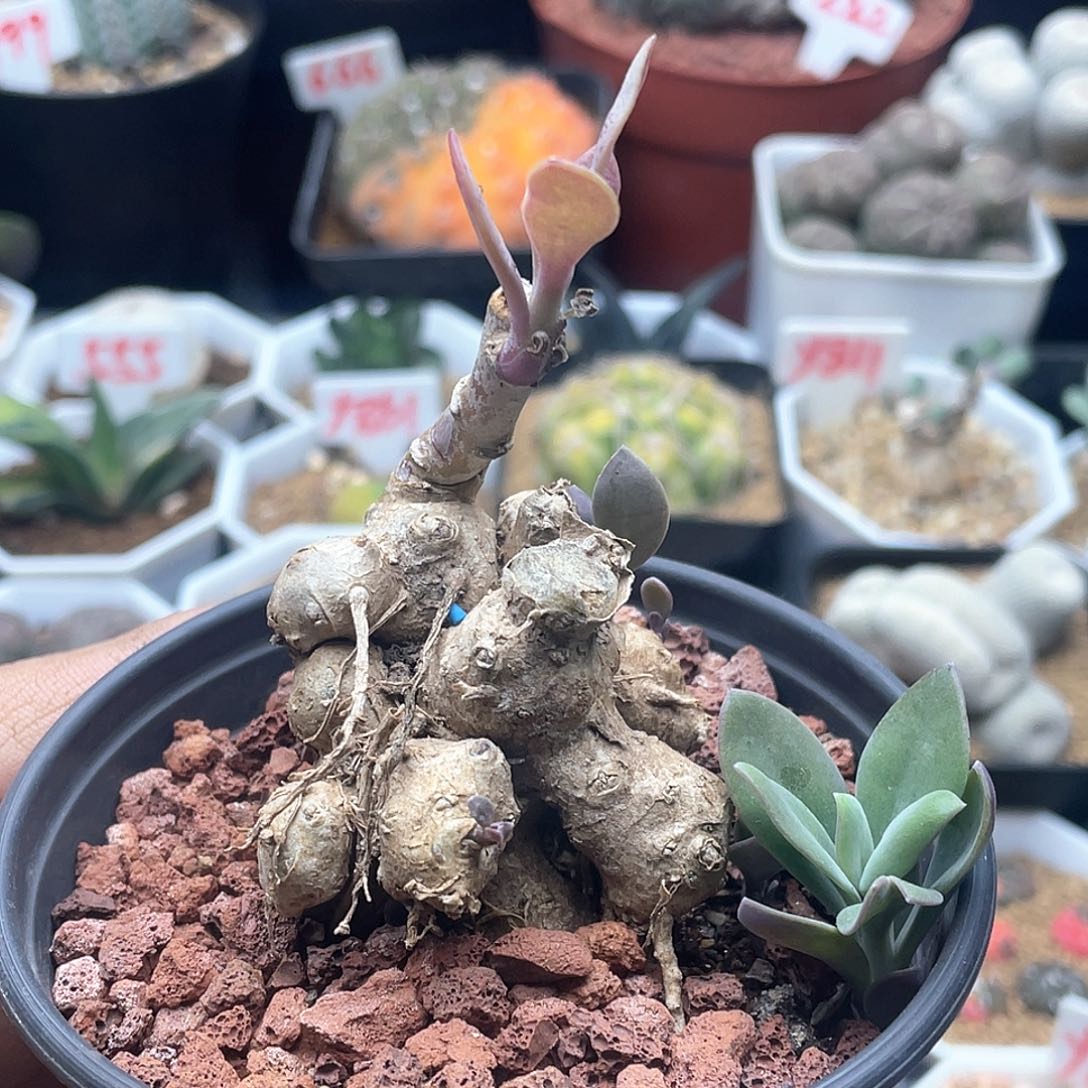 实生块根紫龙冠 致远多肉