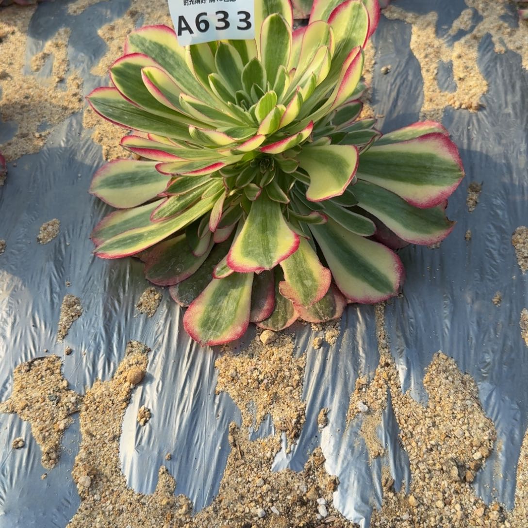 —***良633瑶光到春。多肉植物