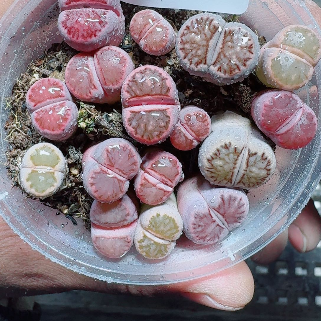 261 多肉植物多肉植物