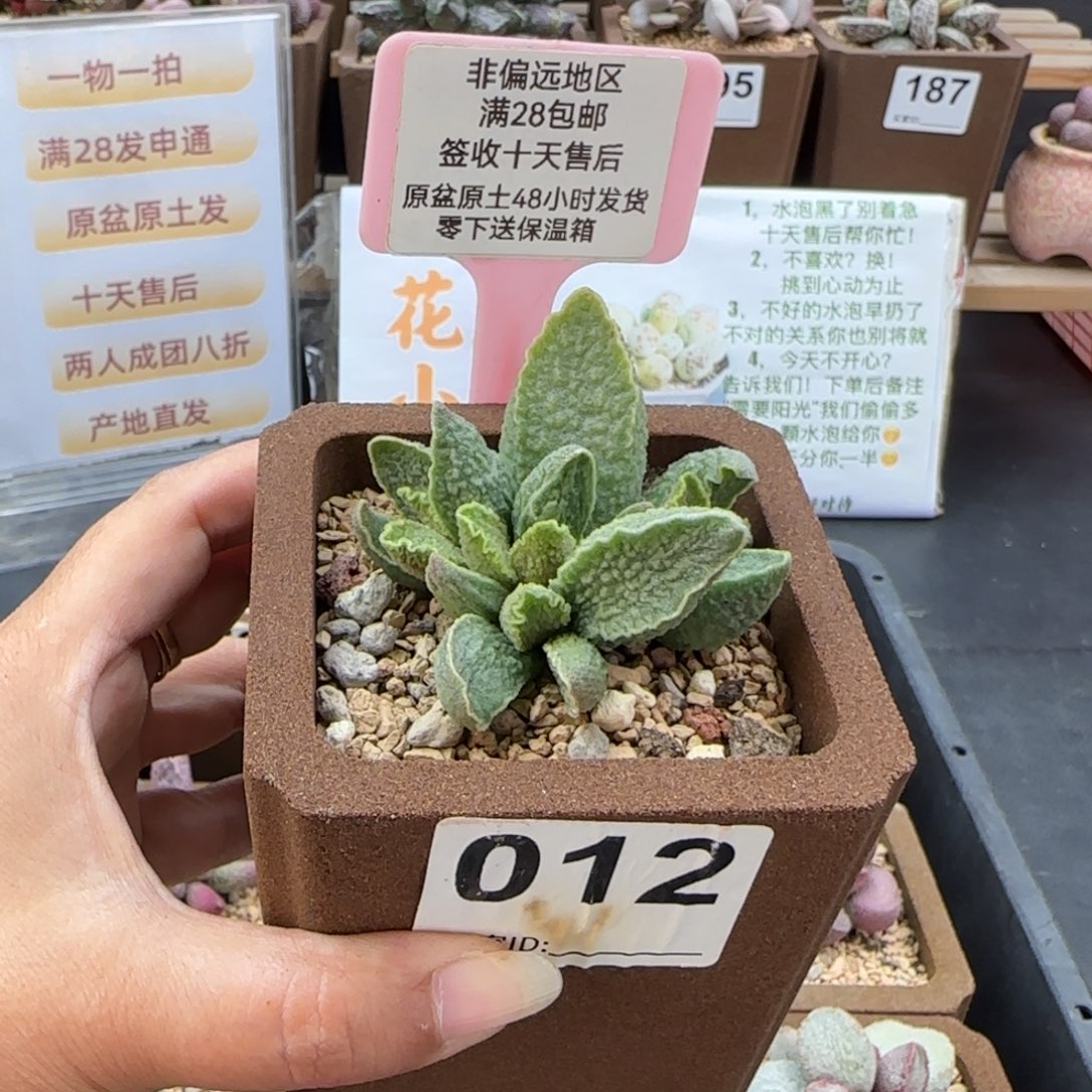 012绿皮多肉的植物