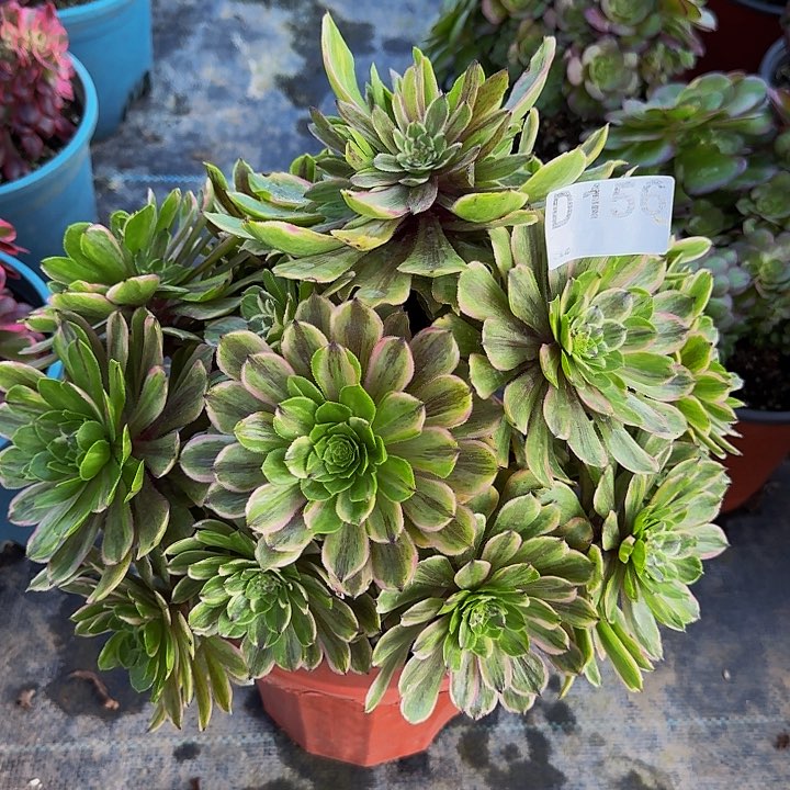 000000000000000156粉黛