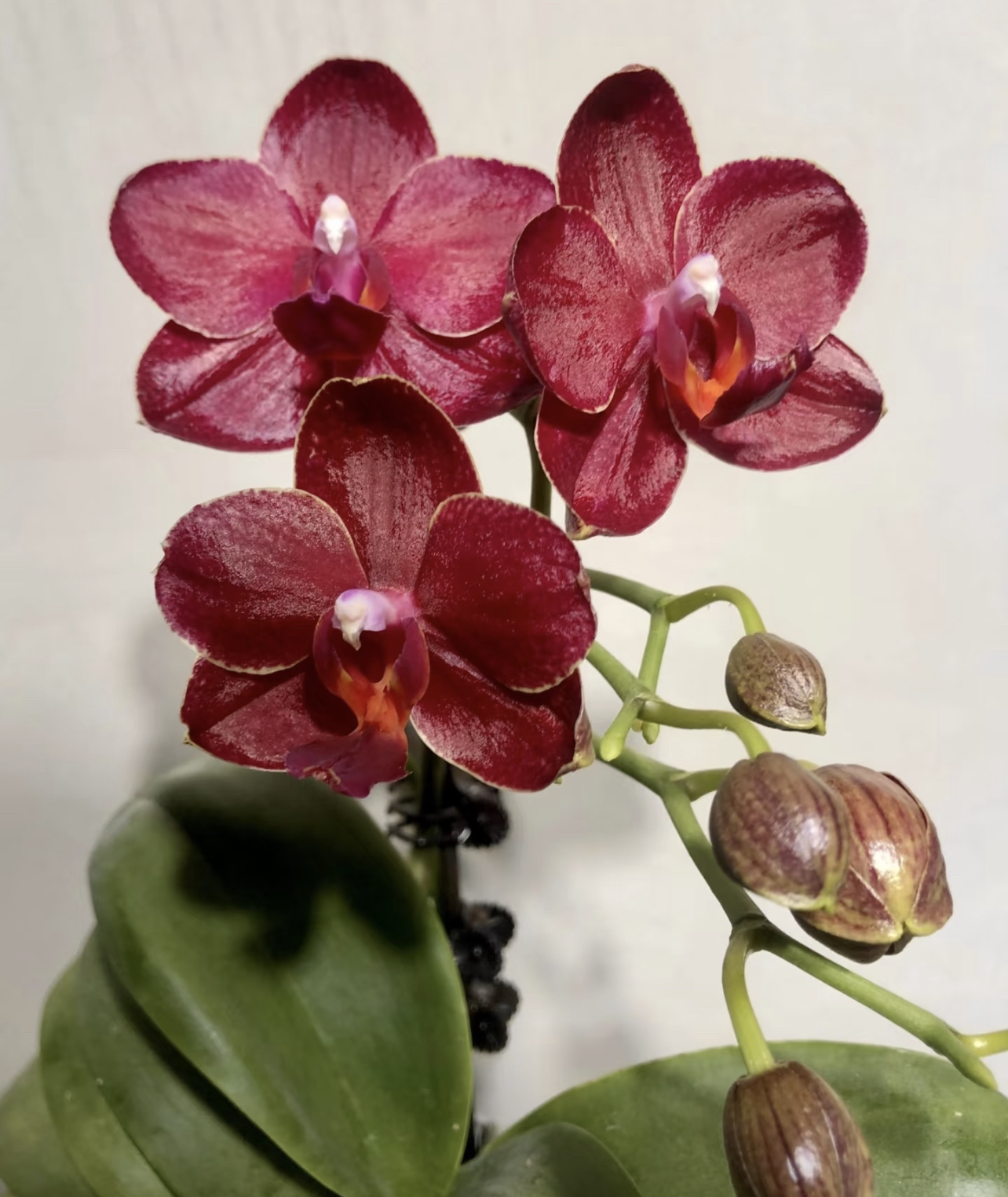 蝴蝶兰【美杜莎老庄】3.0杯无花无剑 微瑕