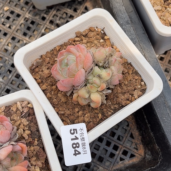 阿雅园艺。       5184厚梦