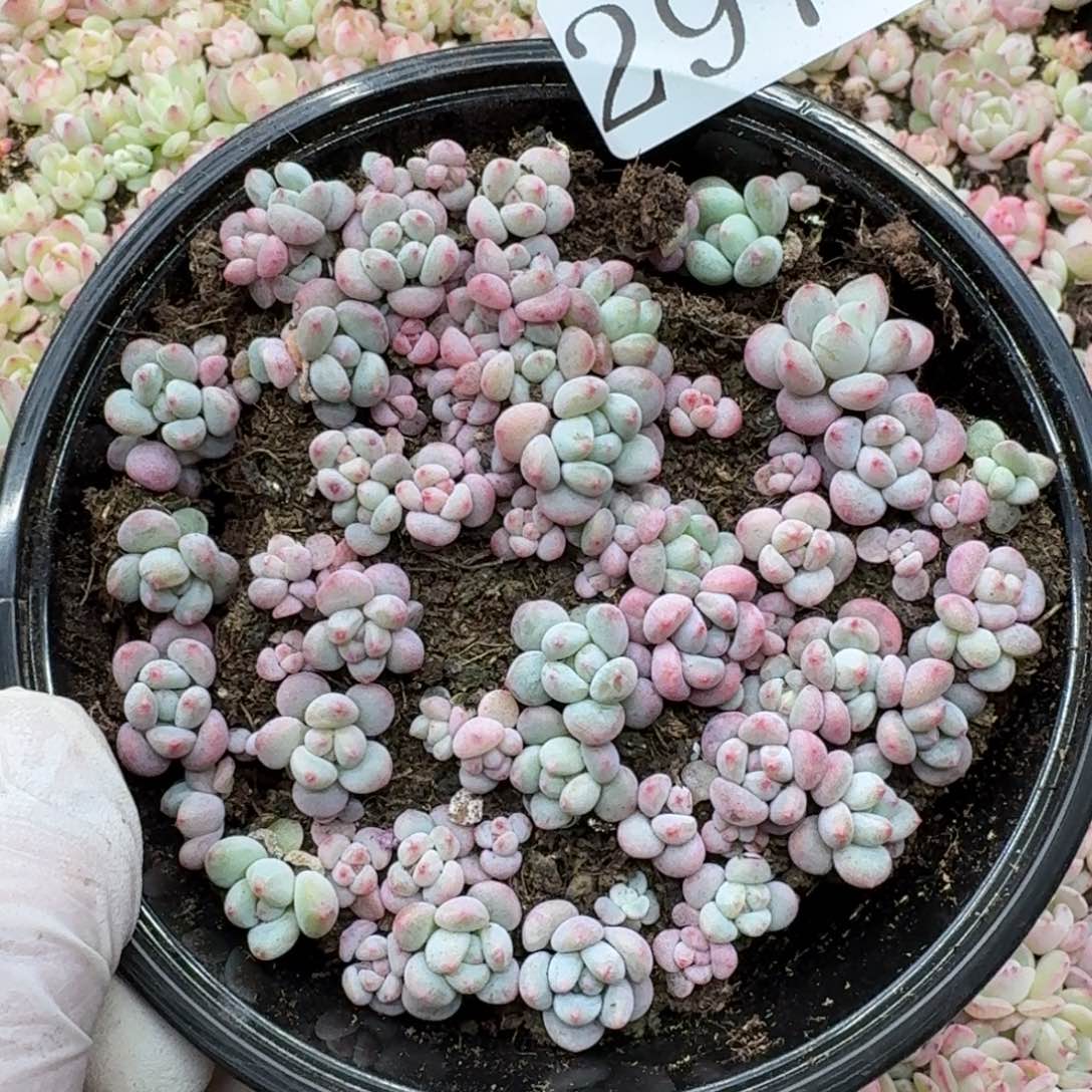 多肉植物多肉植物297
