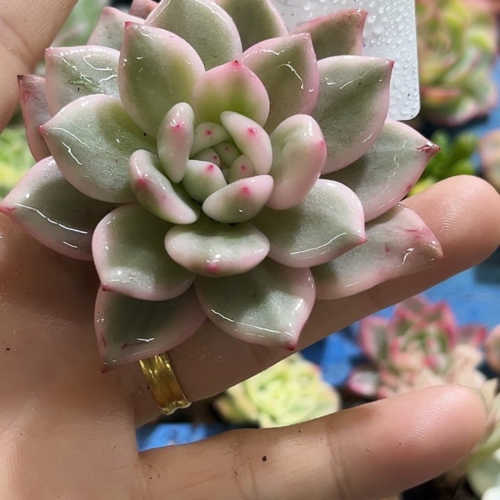 592爱丽儿腹轮锦炸了