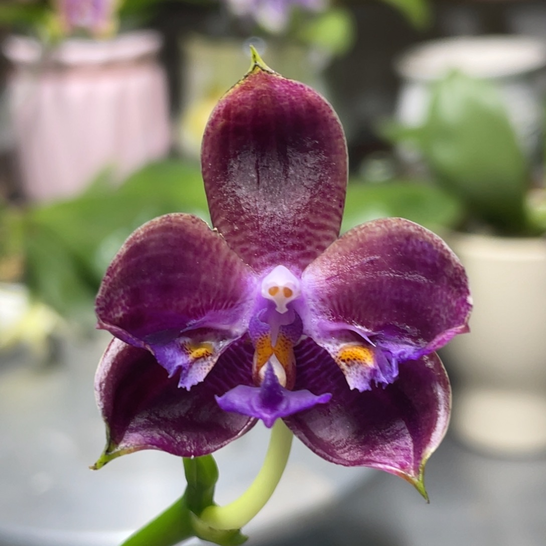 完全开放YC77，2.5杯变异开花株