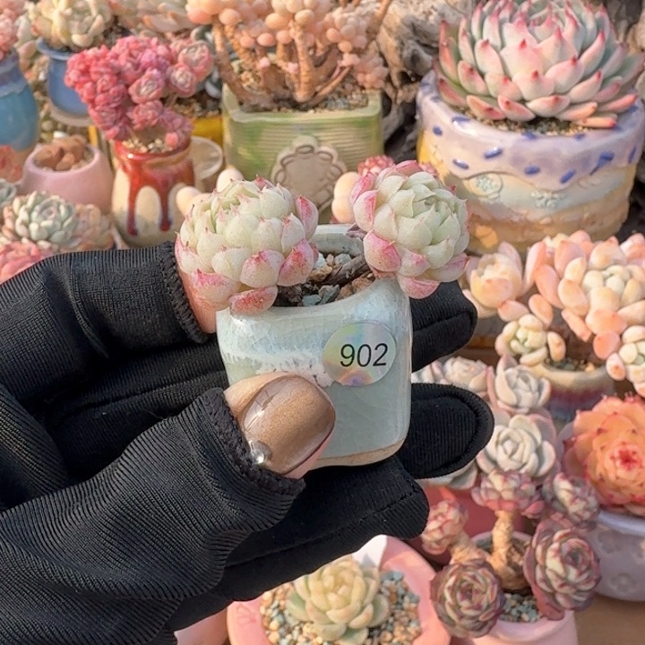 902 多肉含盆 30元包邮 除偏远