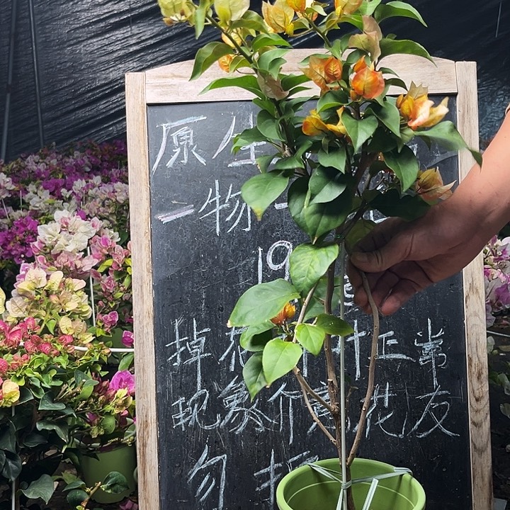 完全开放三角梅陆离