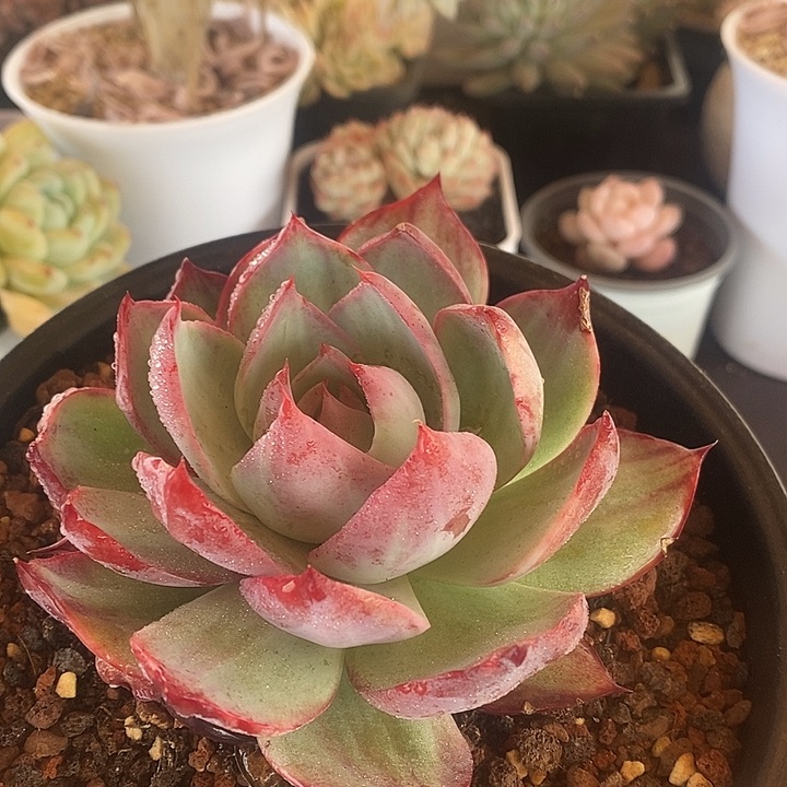 春节福利惊鸿仙子333