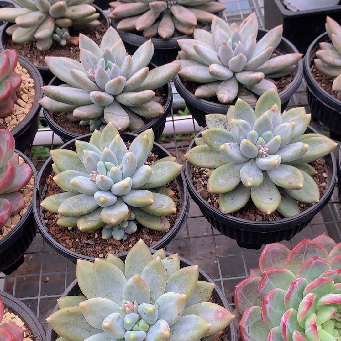 超胖黄体哥特萝莉23456778899