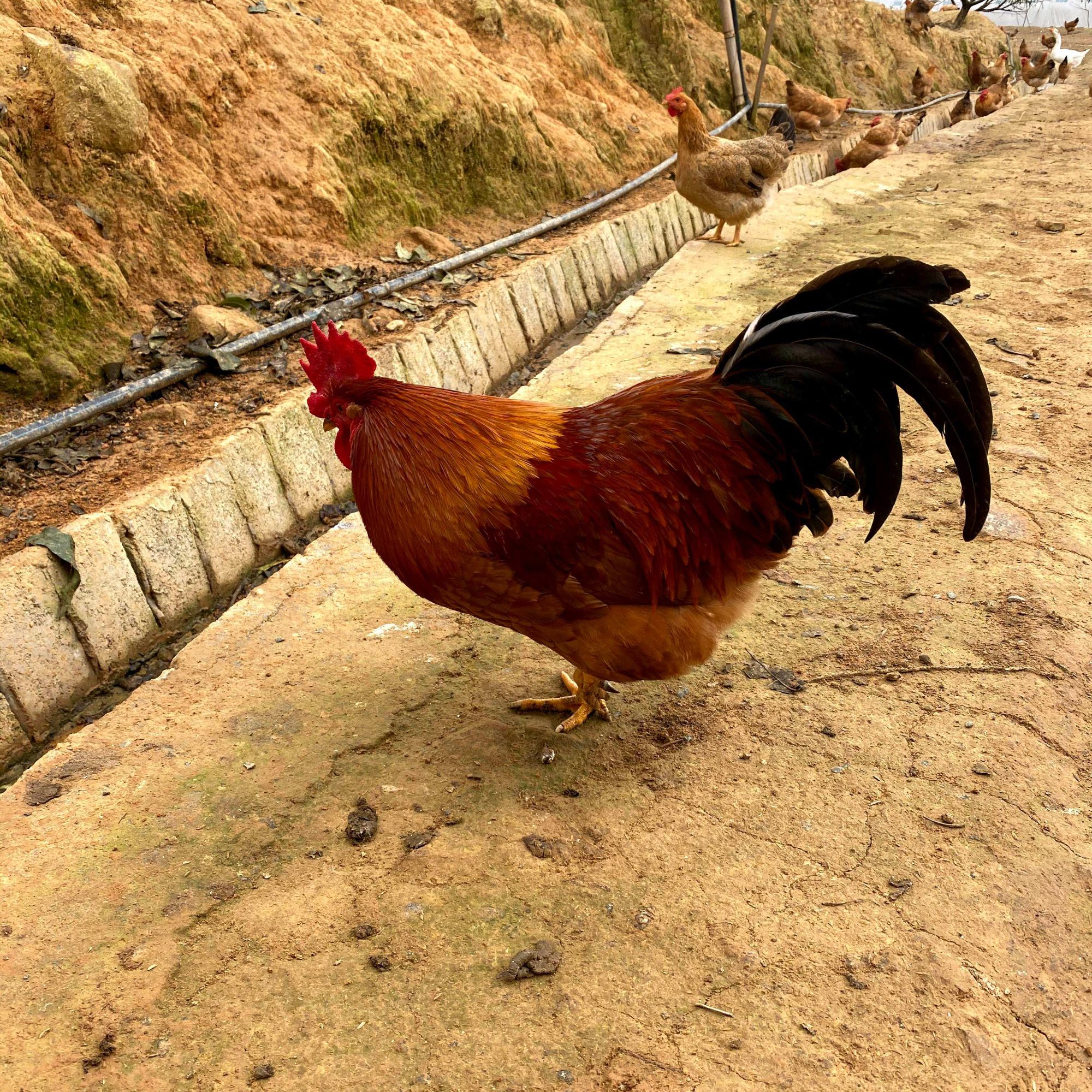 深山竹林散养老公鸡 放养150天 现宰现发 真空包装 冷链运输