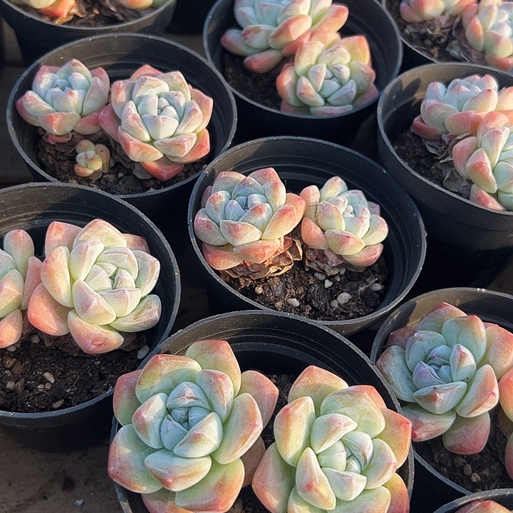 三十盆  双头   奶油冰玉 