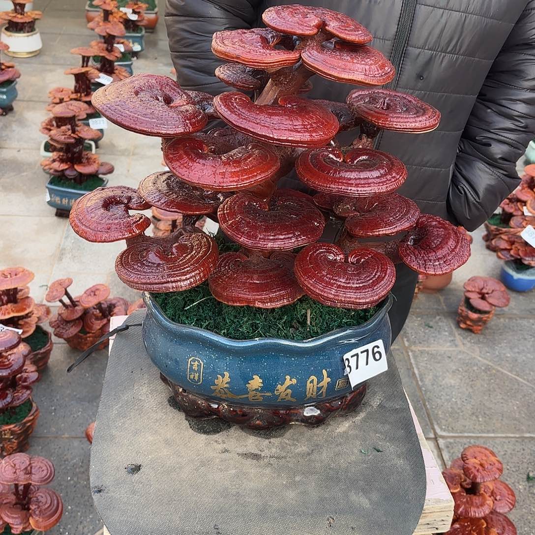 无花朵灵芝是我国著名植物