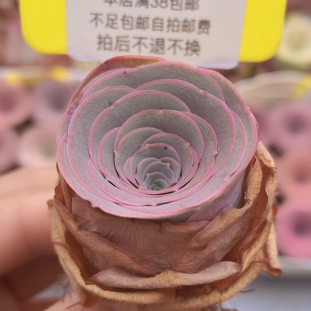 山地玫瑰C325满38包邮裸根发货