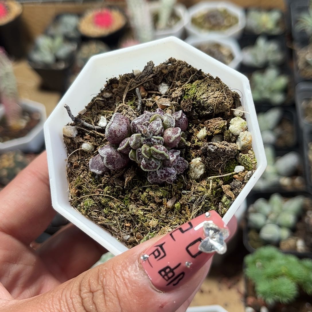 达摩海豹单头发货单头