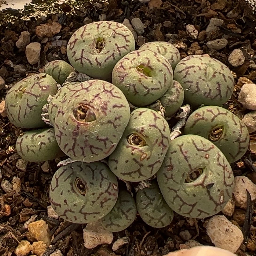 254多肉植物盆栽植物