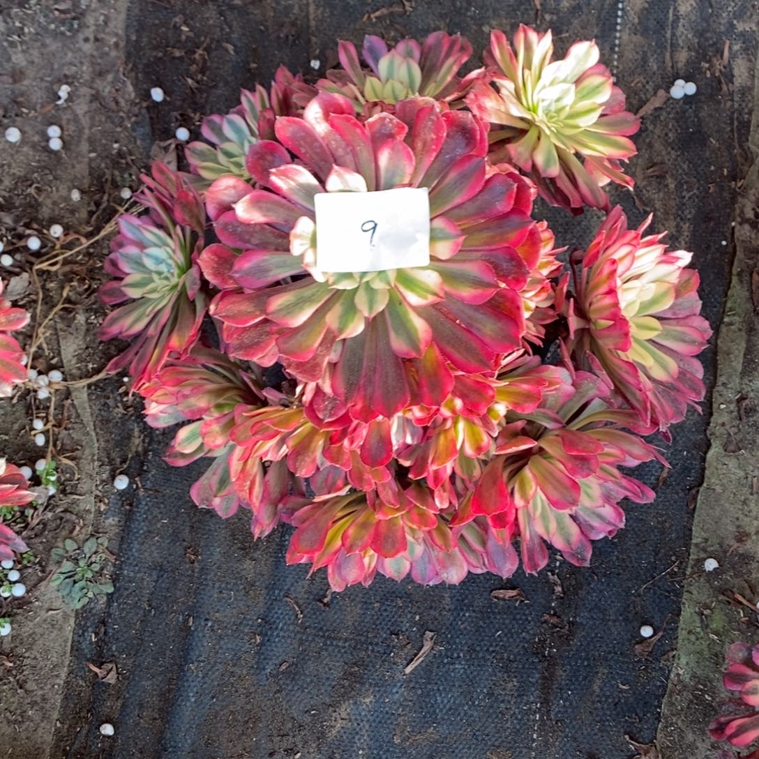 9号红彤白多肉1颗多肉