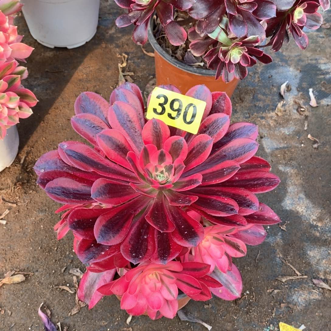 美杜莎多肉法师390