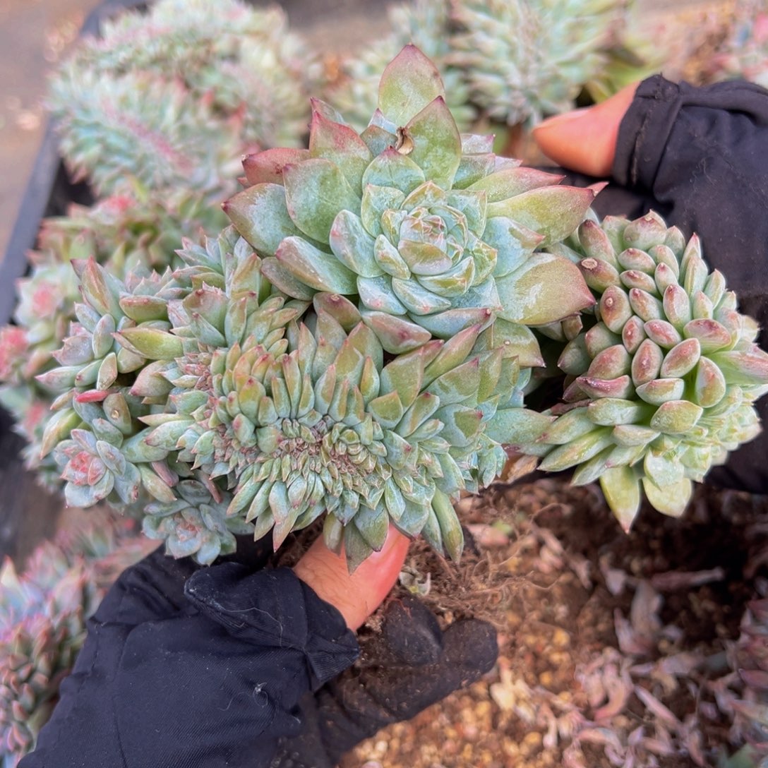 水蜜桃冰魄缀微瑕广告
