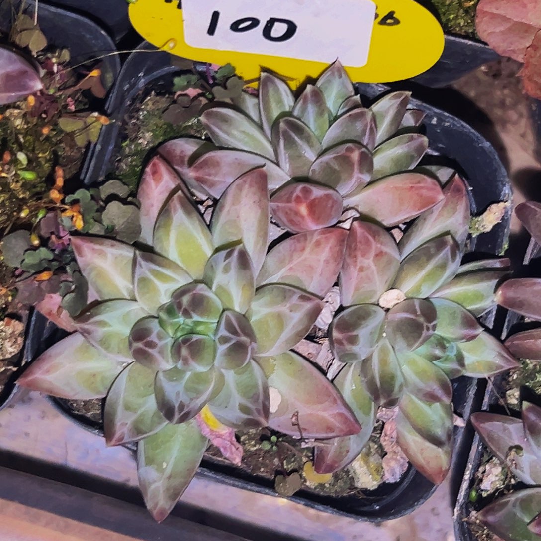 桔云多肉美人精品系列