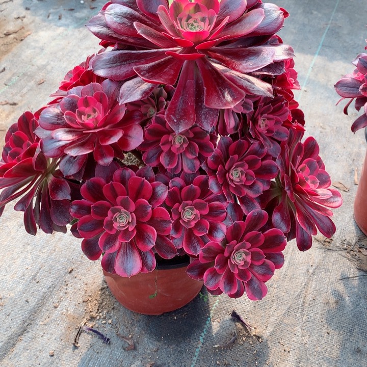 840美杜莎多肉111111