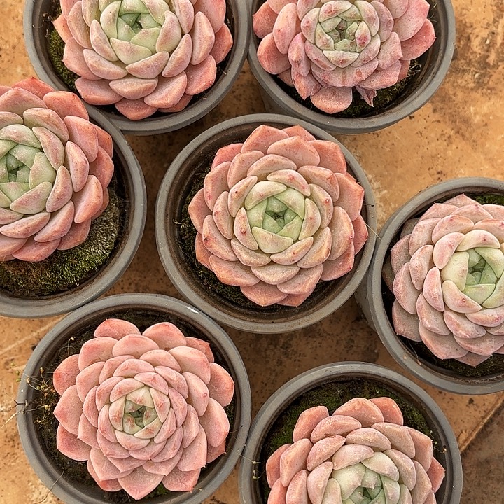 撒浪（拍满18包邮）