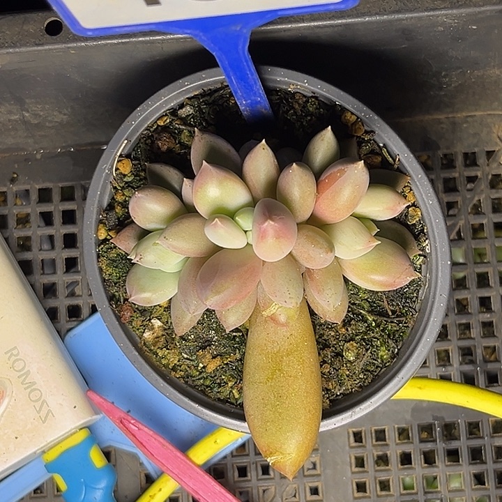 多肉植物海豚体哥特133