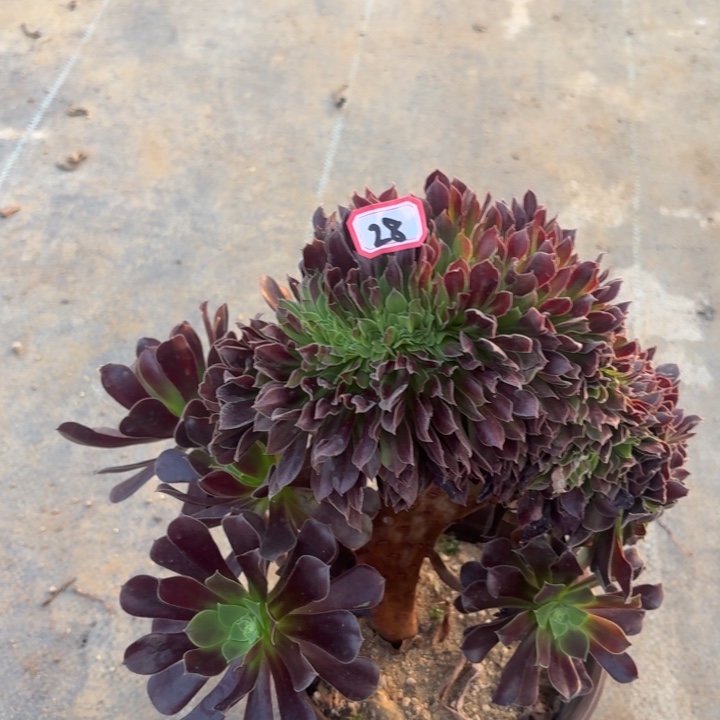 一物一拍绿欧缀28