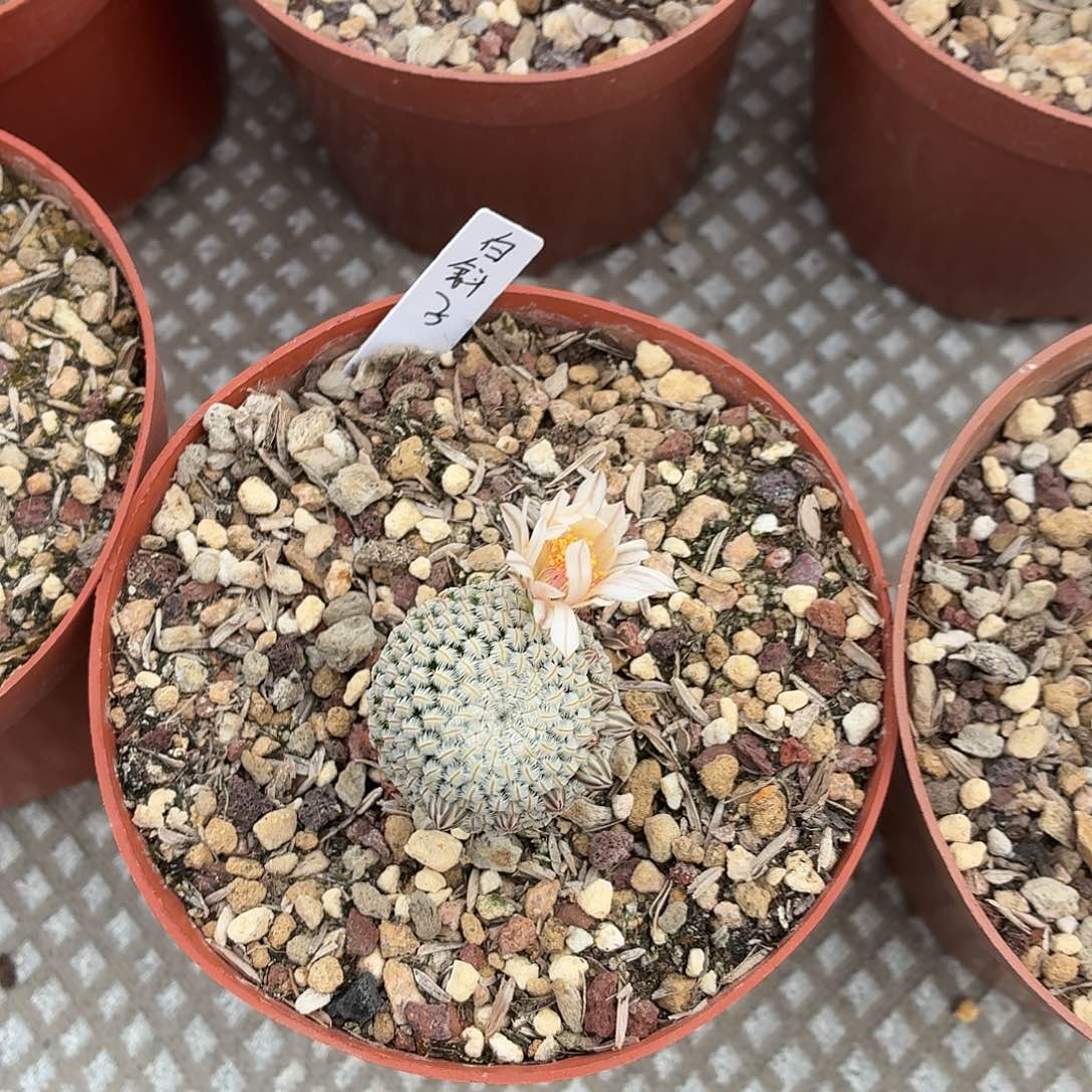 她***事无花朵白斜子！！！！！！