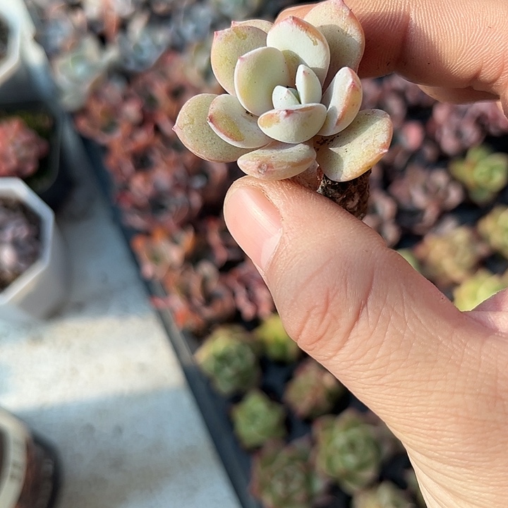 奶茶 满10颗包邮  