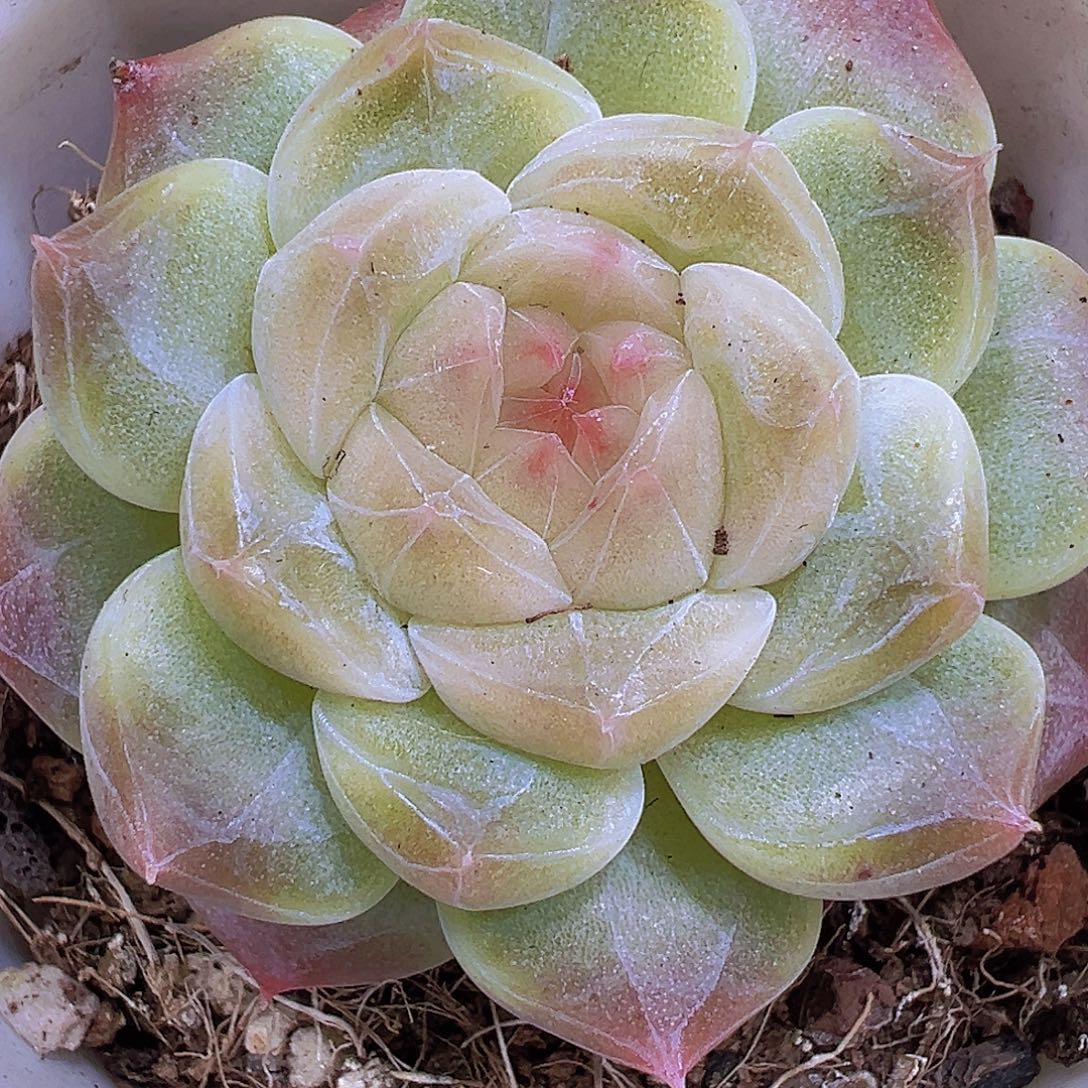 冰雪绒19包邮多肉植物