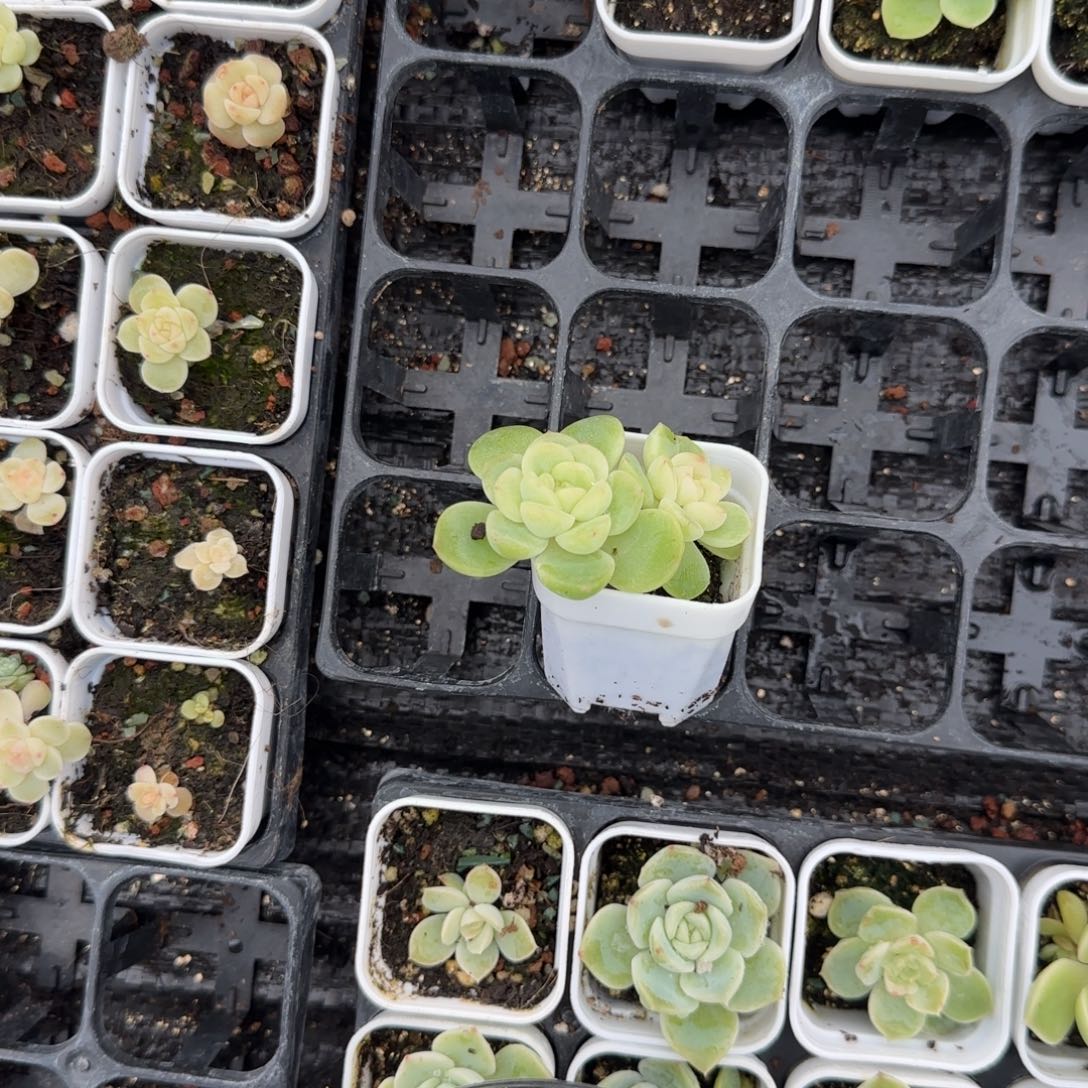 花房白财双头盆9床一个满25包邮