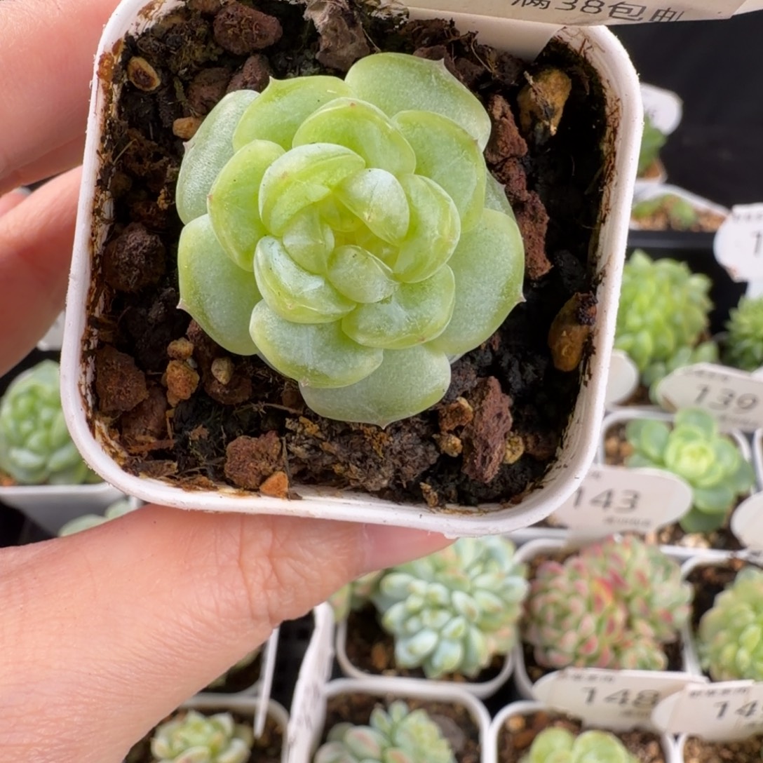 邀月珍妮单头159号