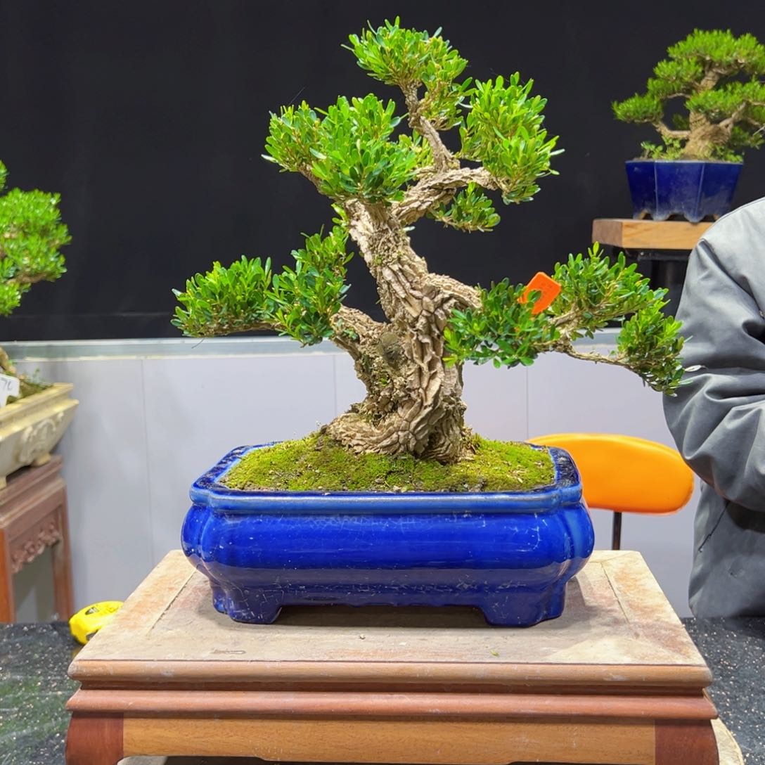 四季常青老桩黄杨盆景