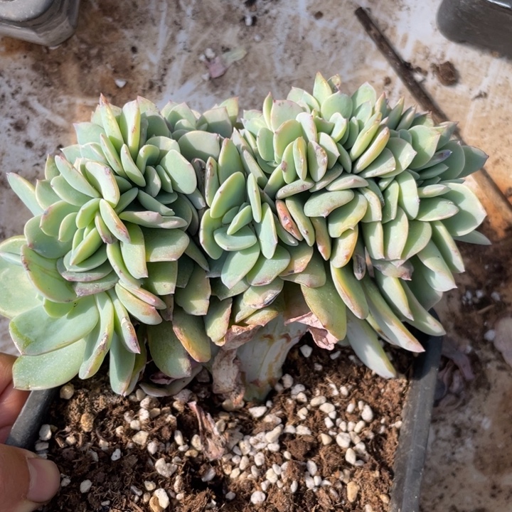 白凤缀化高板缀线好