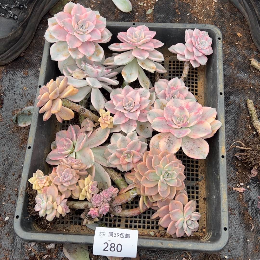 280紫乐锦老桩多肉