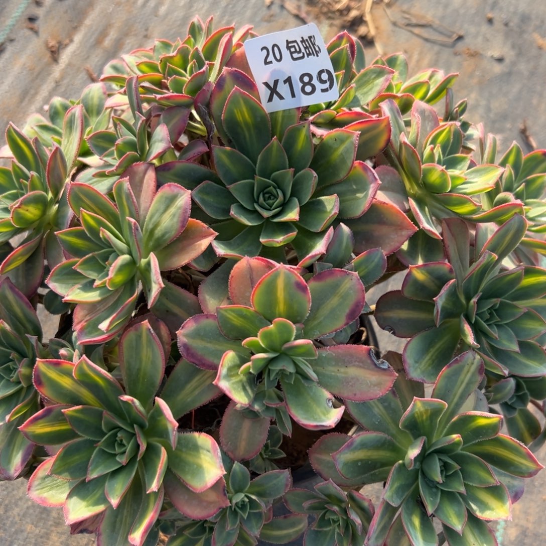 189星灿，满20包邮嘟叮熊